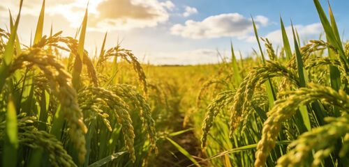 Últimas notícias da empresa sobre Diga adeus à secagem de arroz dependente do clima: secador de arroz circulante de baixa temperatura, guardando a qualidade dourada de cada grão
